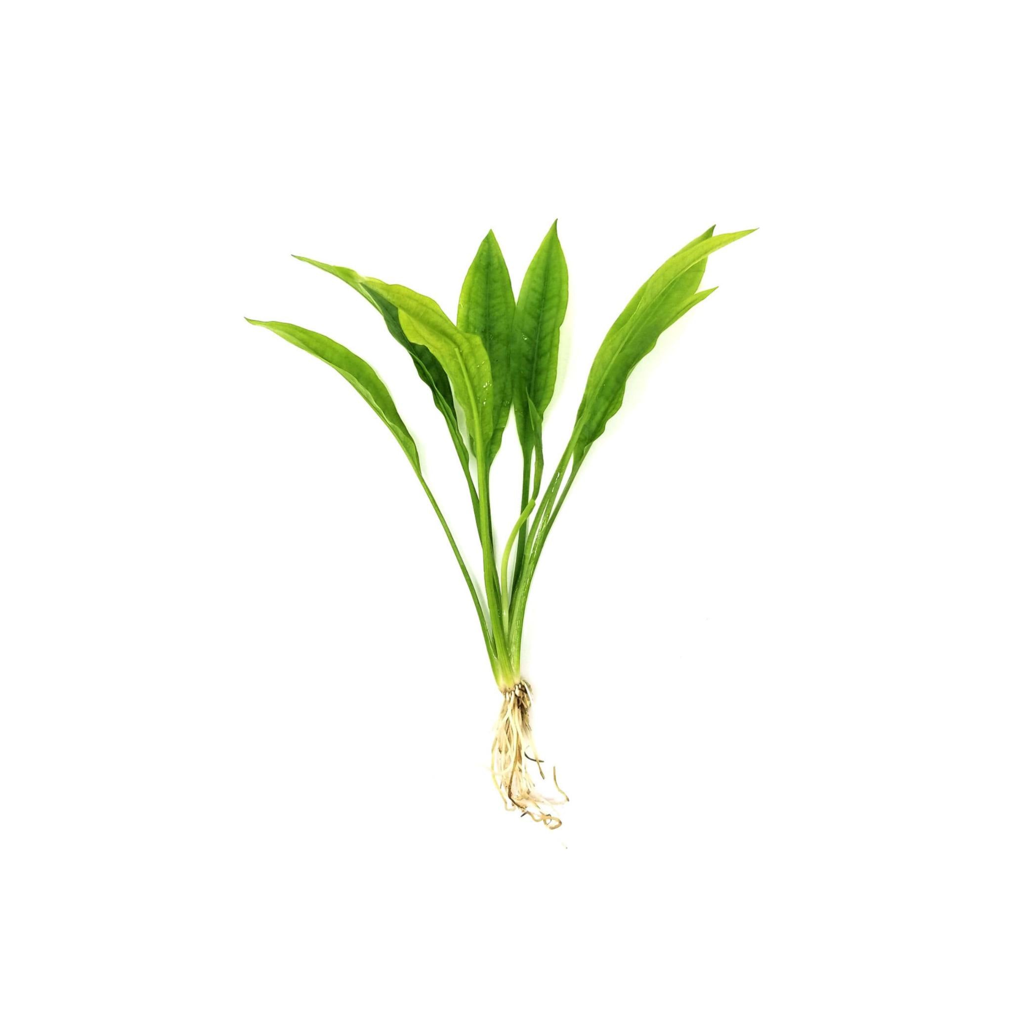 Amazon Sword Echinodorus Bleheri