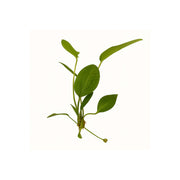 Radican Sword (Echinodorus Cordifolius)