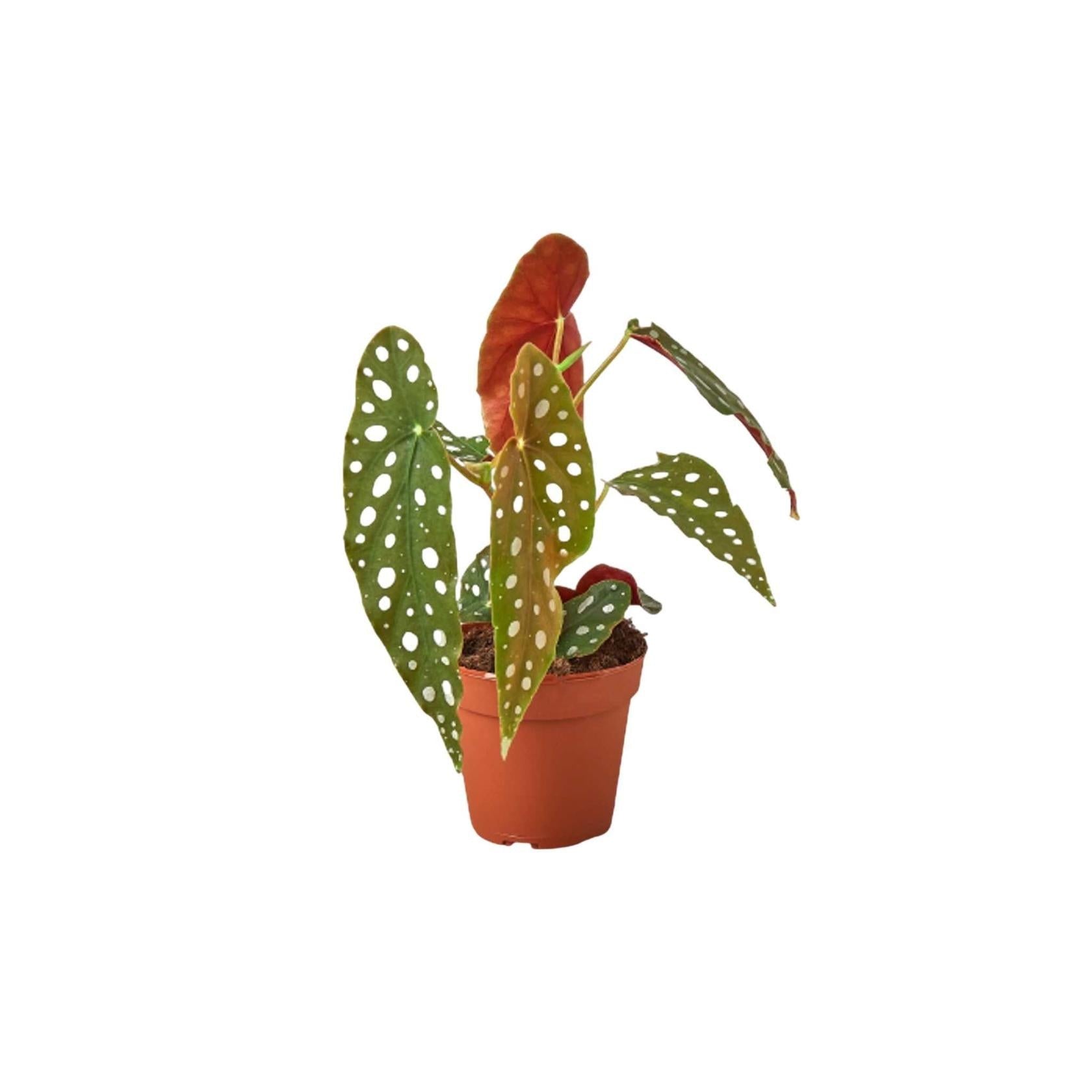 Angel Wing Begonia Maculata Rooted Starter Plant