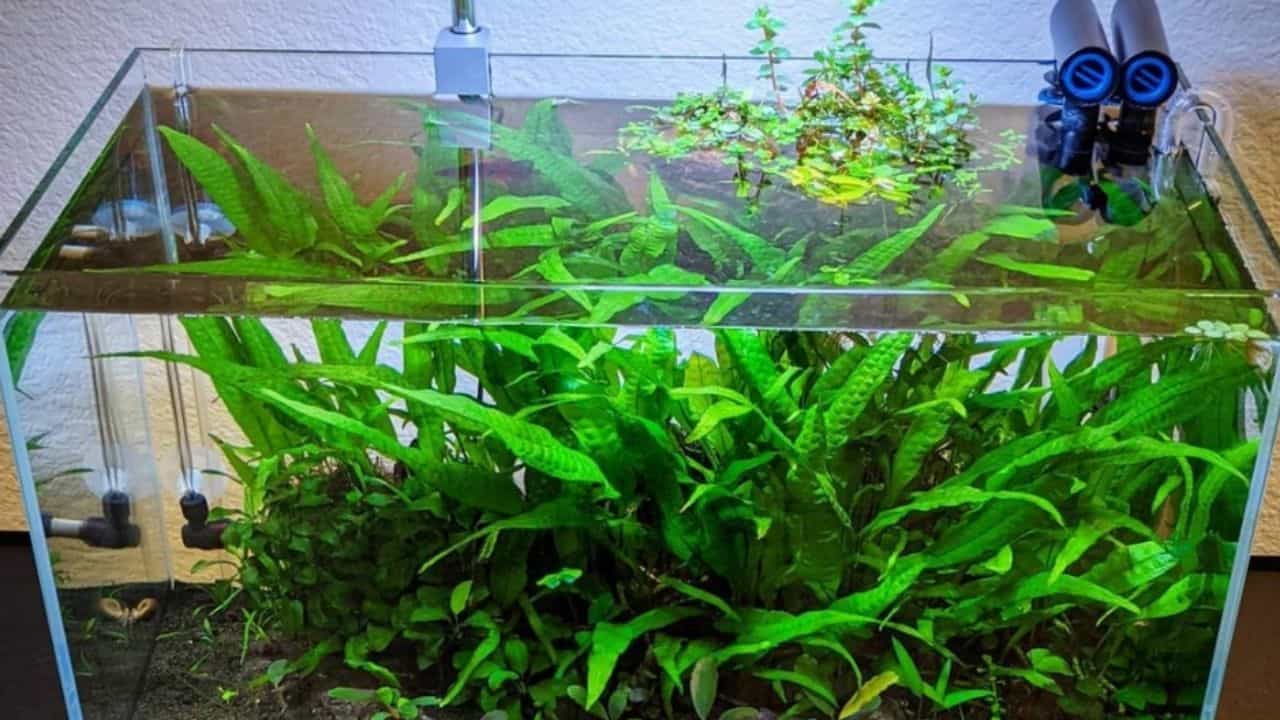 Java Fern Mat (Microsorum Pteropus) on Mat