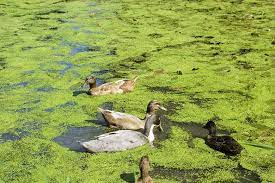 Duckweed (Lemma Minor)