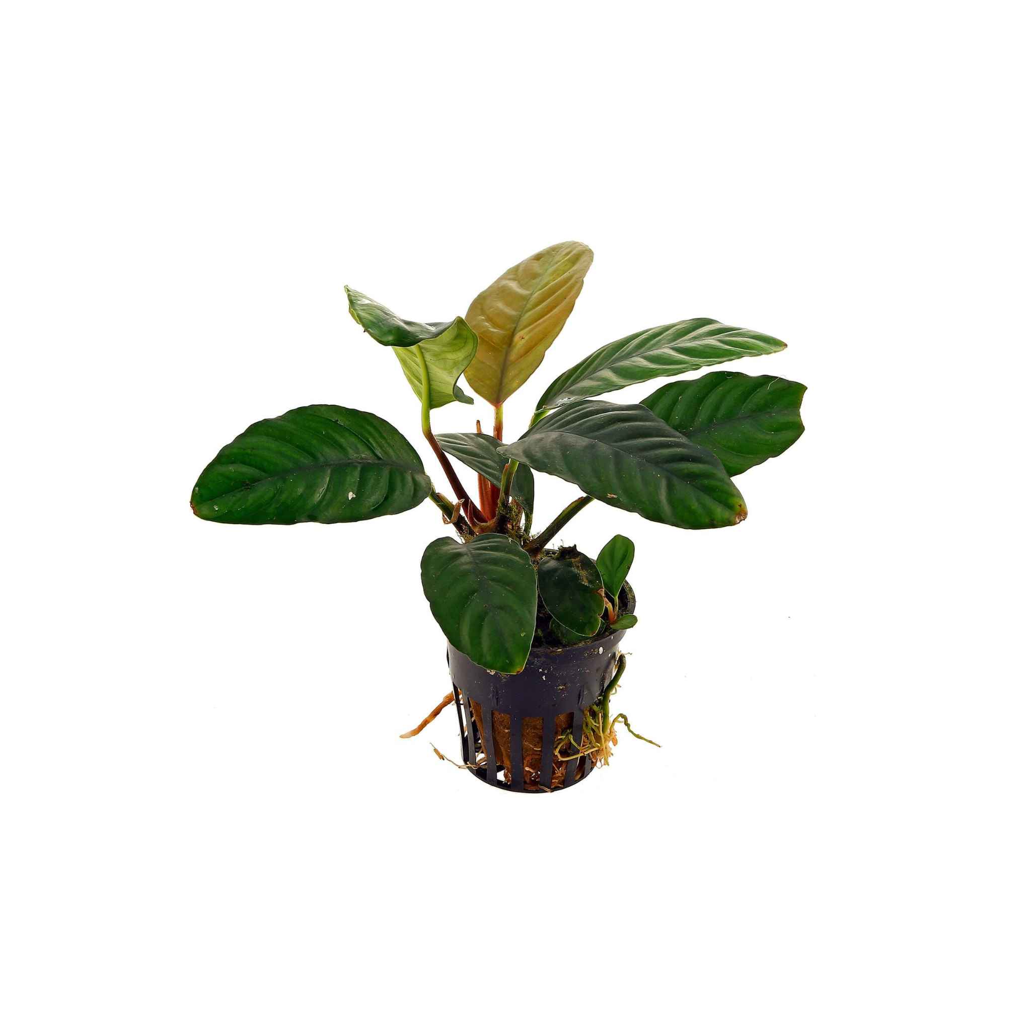 Anubias Barteri (Coffeefolia)