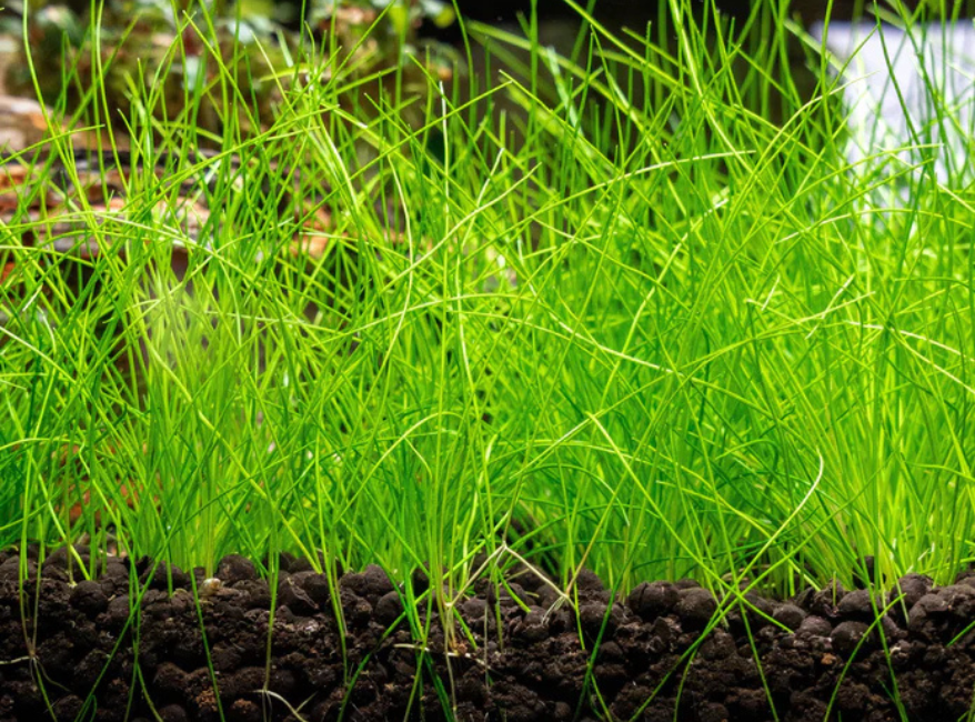 Eleocharis acicularis 'Mini' Dwarf Hair Grass Tissue Culture