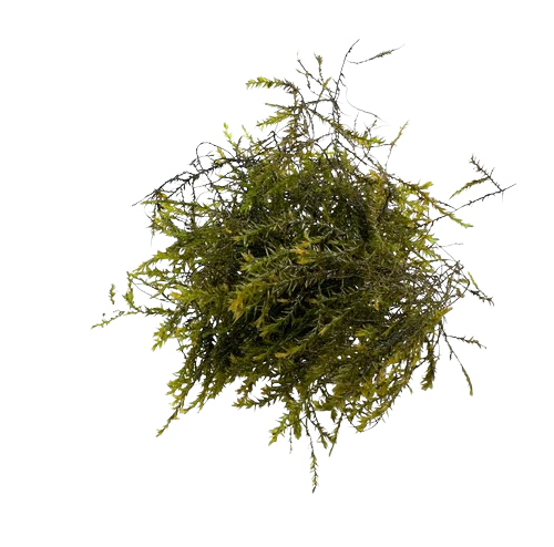 Willow Moss Fontinalis Antipyretica Portion