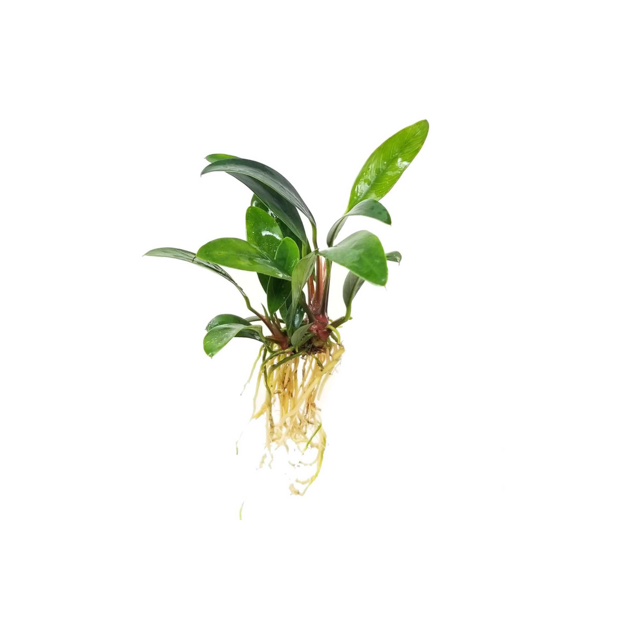 Anubias Afzelii