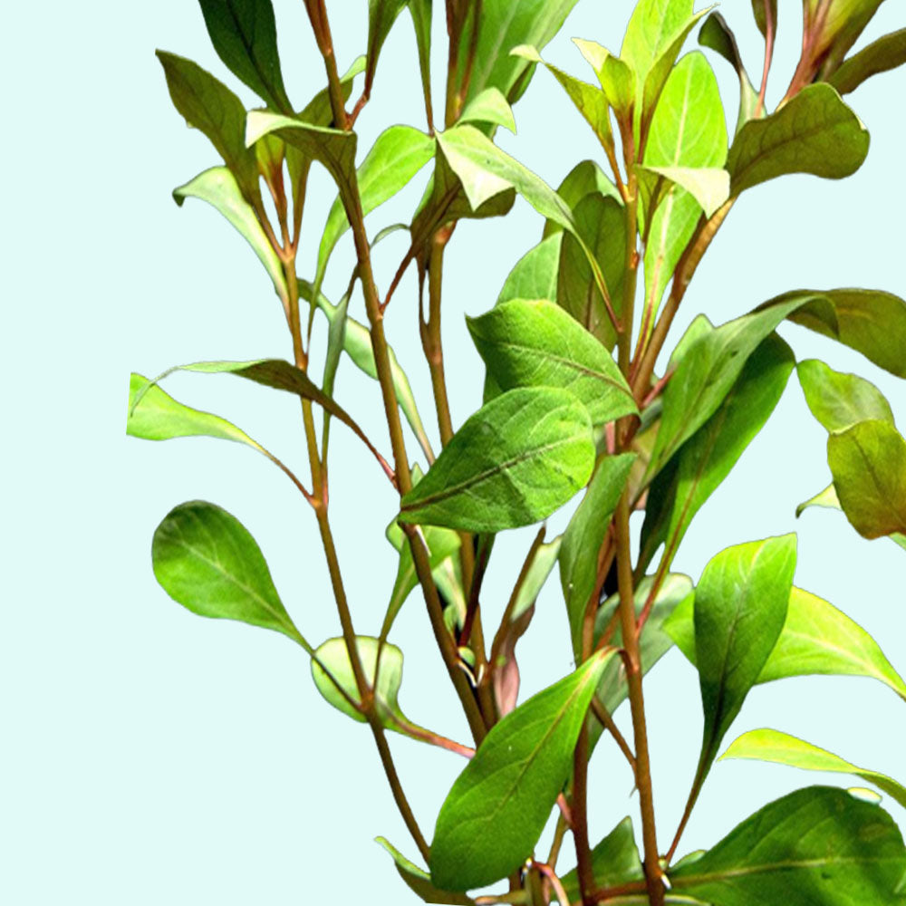 Ludwigia Repens Super Red Mini