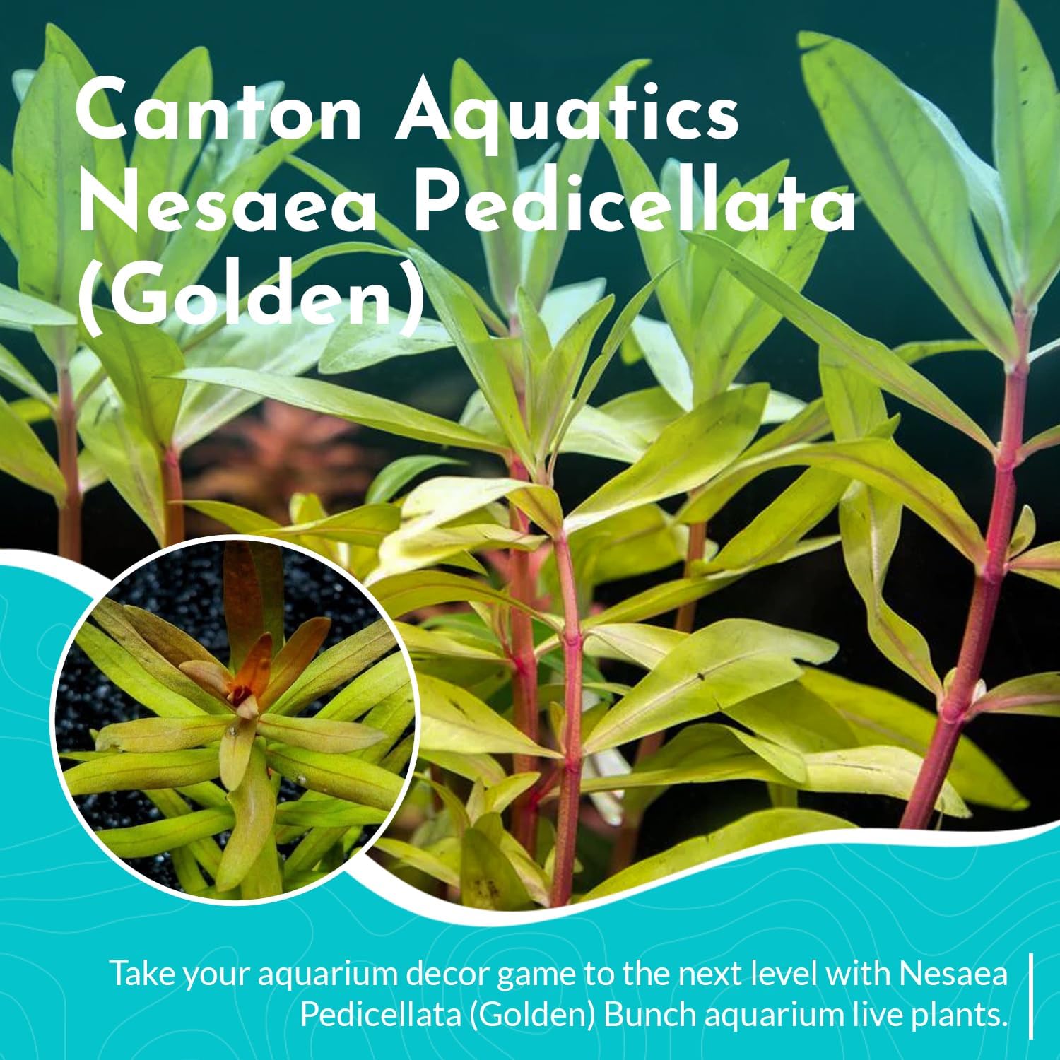 Nesaea Pedicellata (Golden)