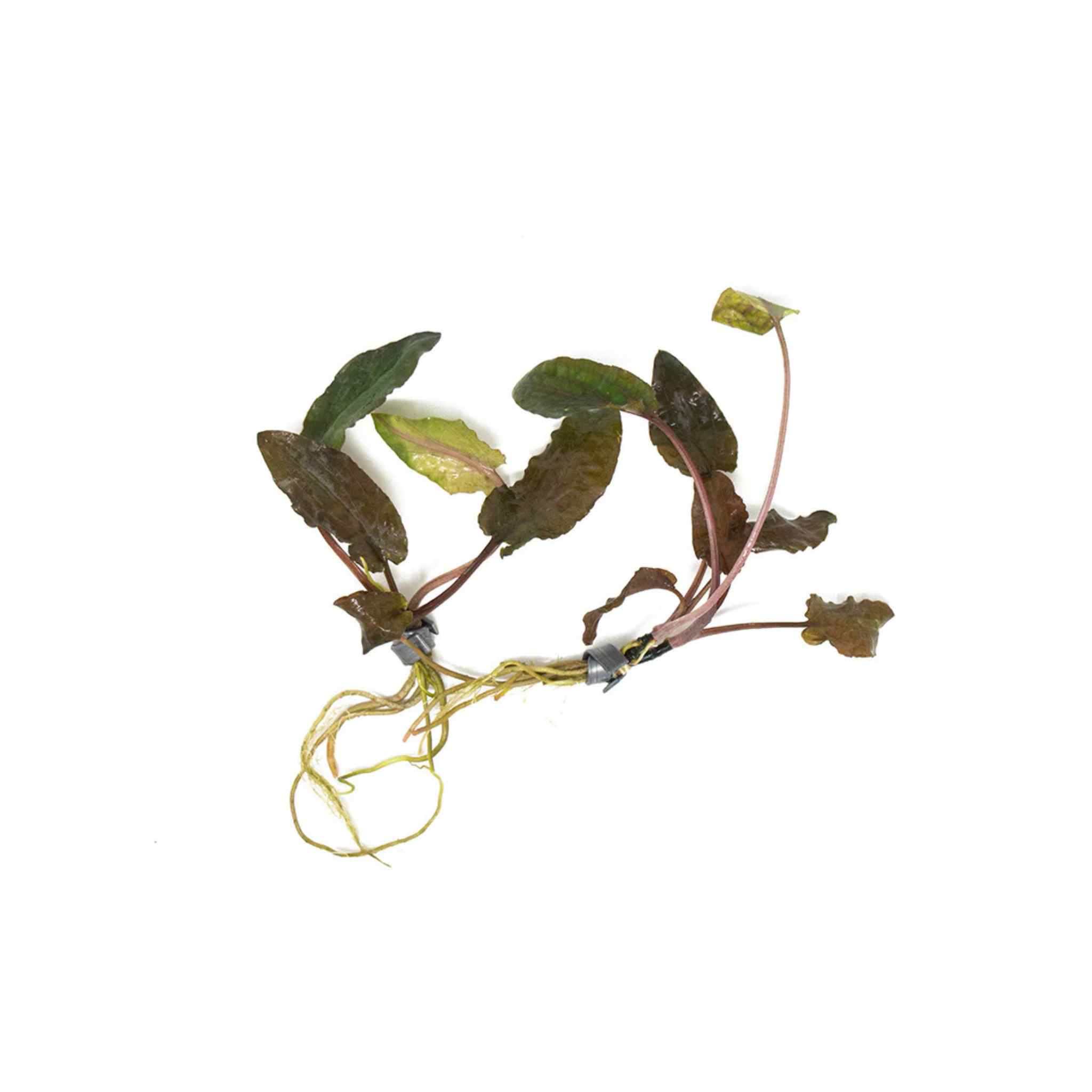 Cryptocoryne Wendtii Brown