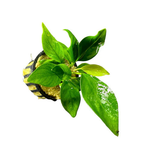 Anubias Nangi