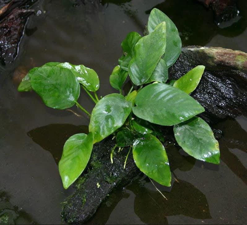 3 Anubias Aquatic Plants Bundle Small 1-3 Inches