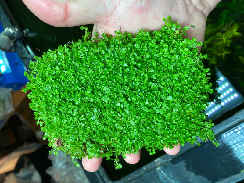 Dwarf Baby Tears Micranthemum Umbrosom