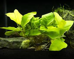 Anubias Barteri (Nana)