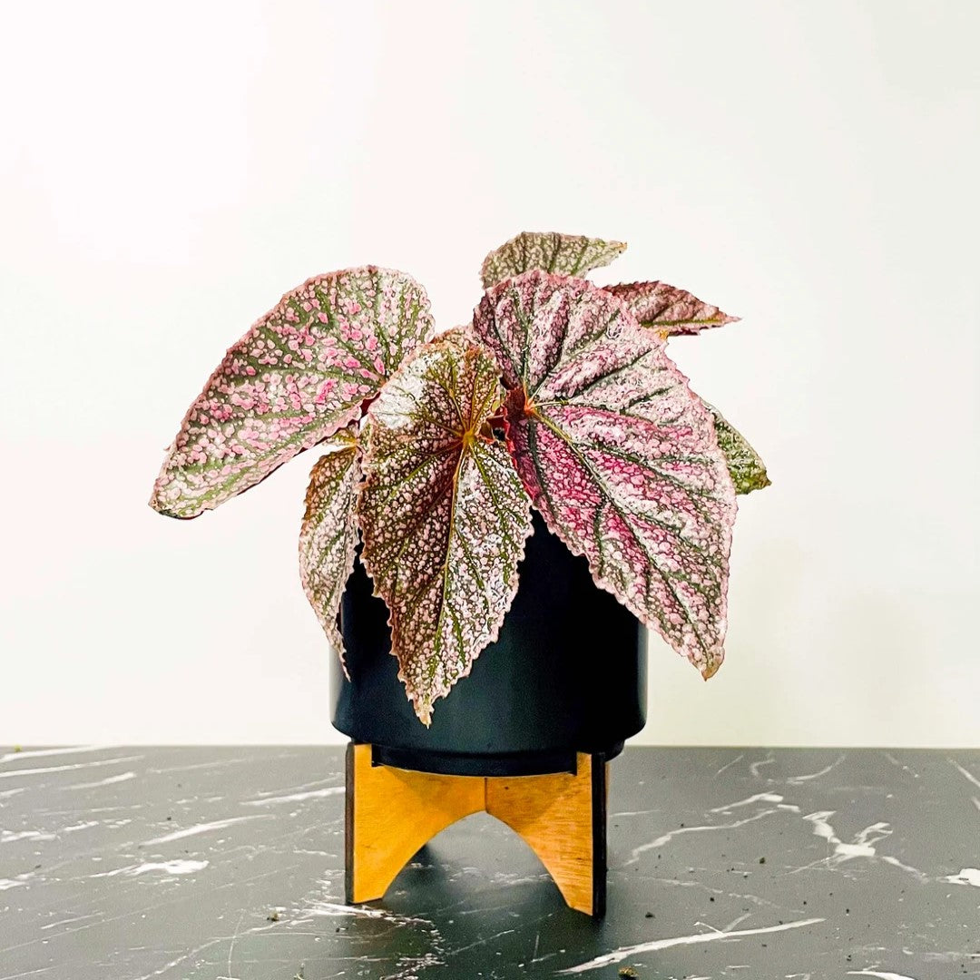 Angel Wing Begonia Miss Mummy Rooted Starter Plant