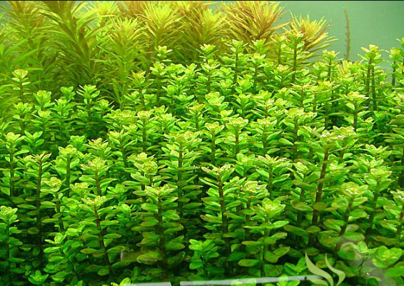 Rotala Indica
