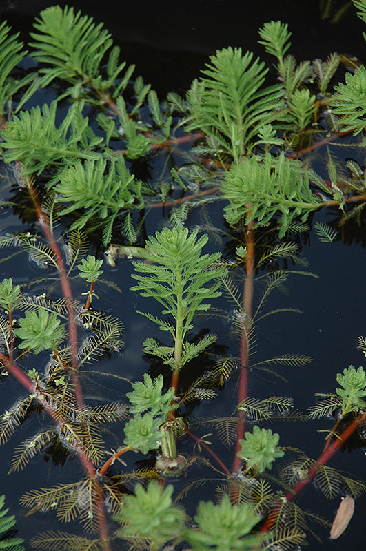 Parrot's Feather Myriophyllum Aquaticum