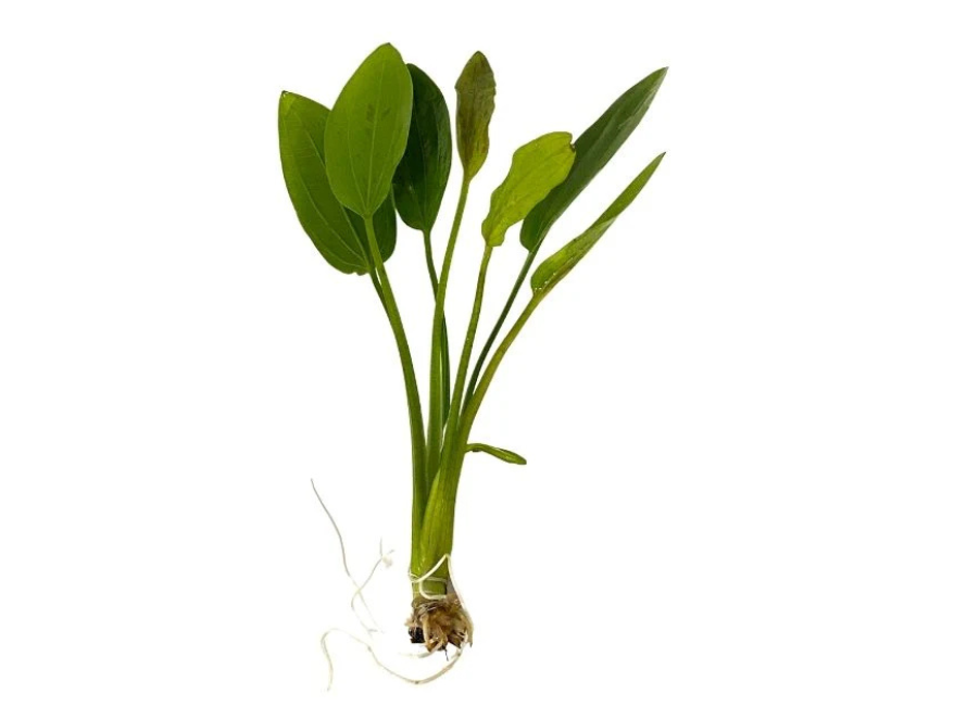Radican Sword (Echinodorus Cordifolius)