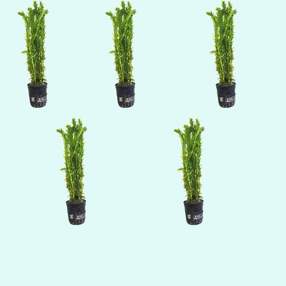 Anacharis Egeria Densa