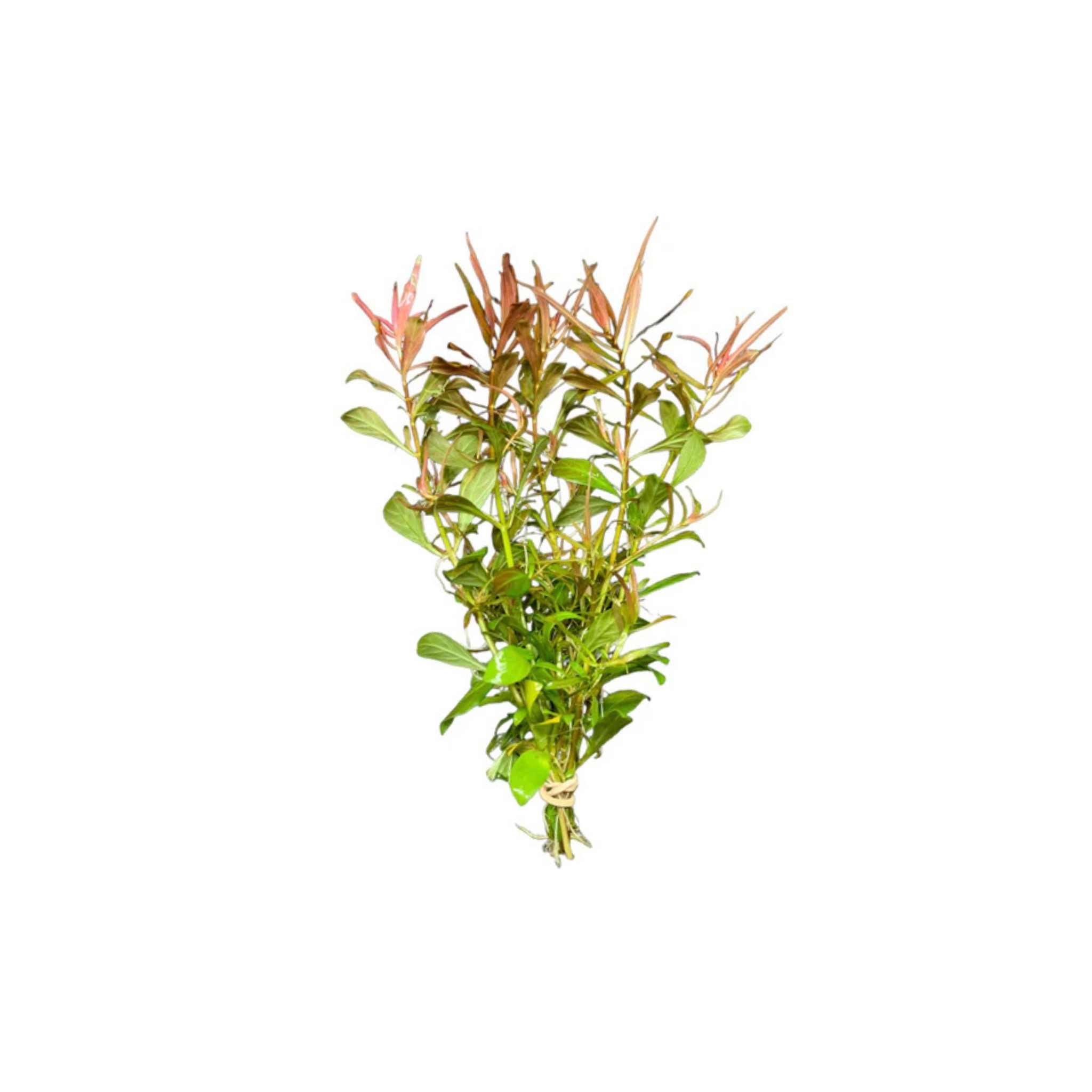 Needle Leaf Ludwigia Arcuata