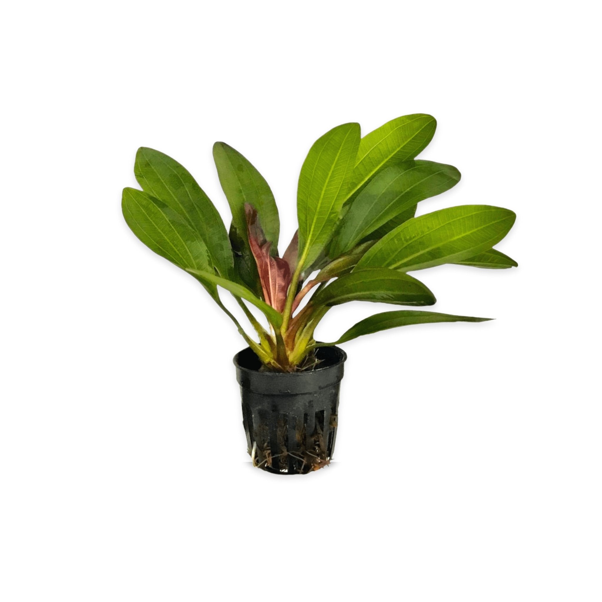 Amazon Sword Echinodorus Red Rubin