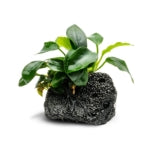 Anubias