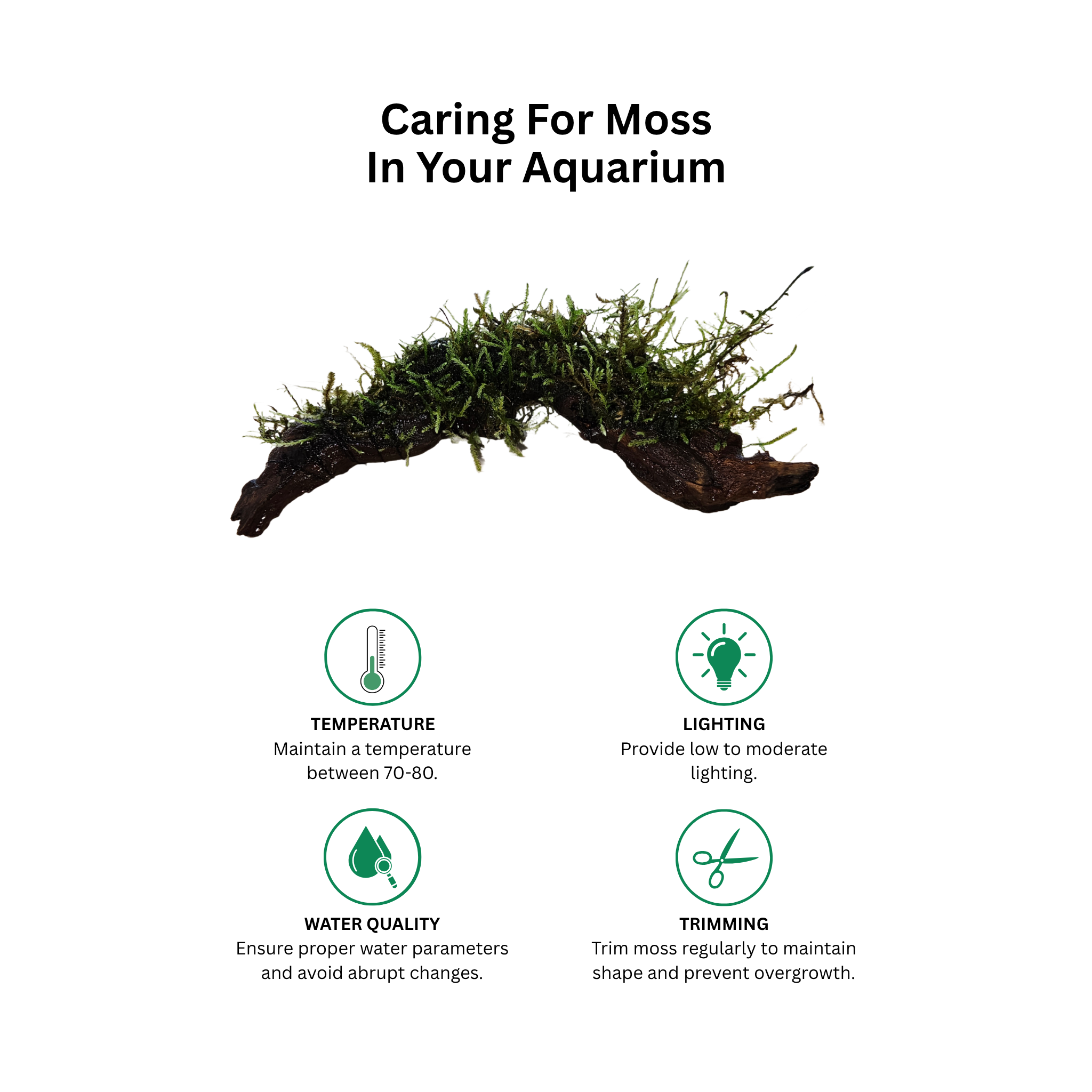 Moss On DriftWood