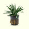 The Aquatic Plant House