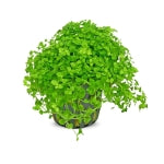 Carpet Plants