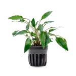 Cryptocoryne Crypts