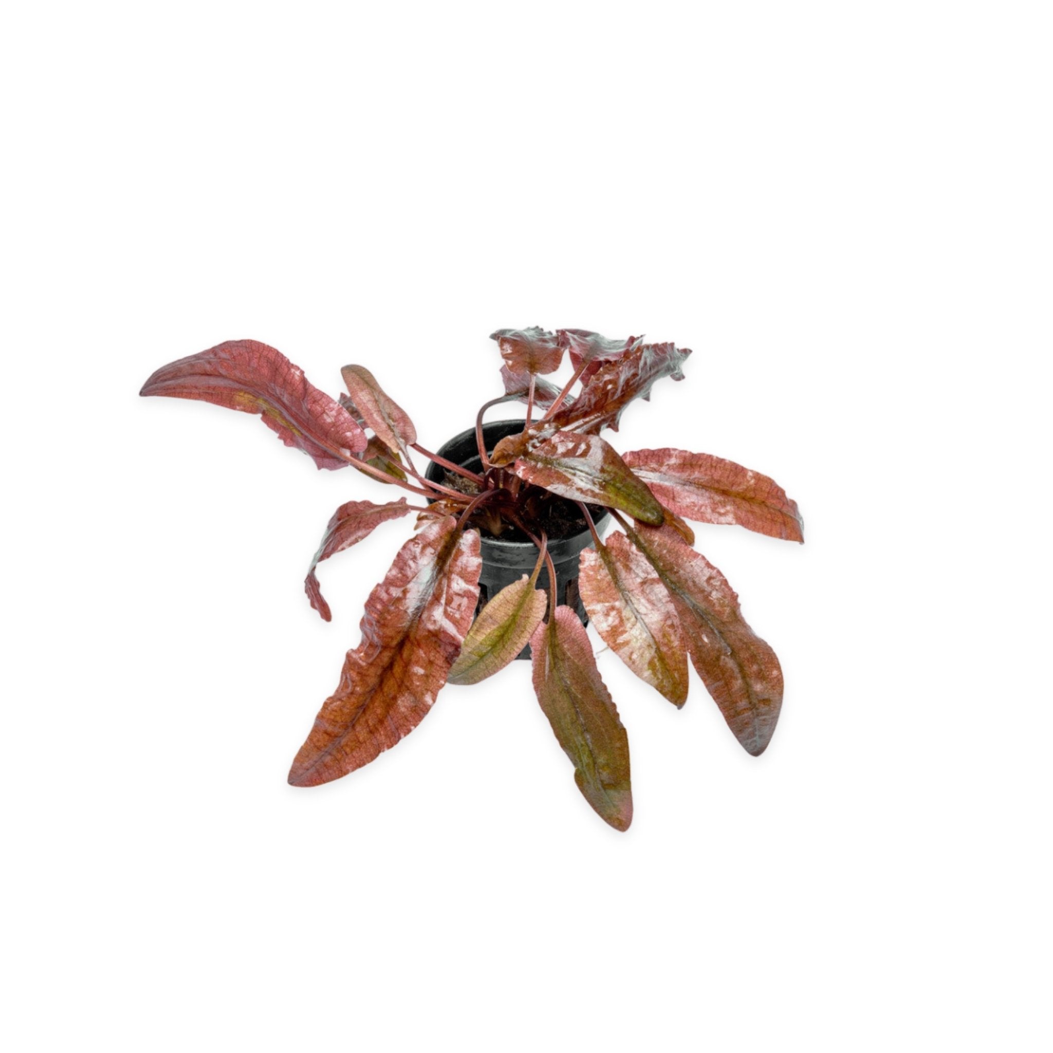 Cryptocoryne Crypt Flamingo