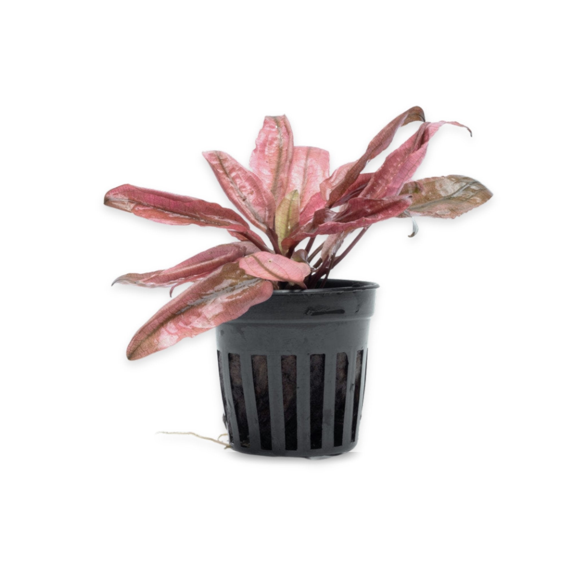 Cryptocoryne Crypt Flamingo