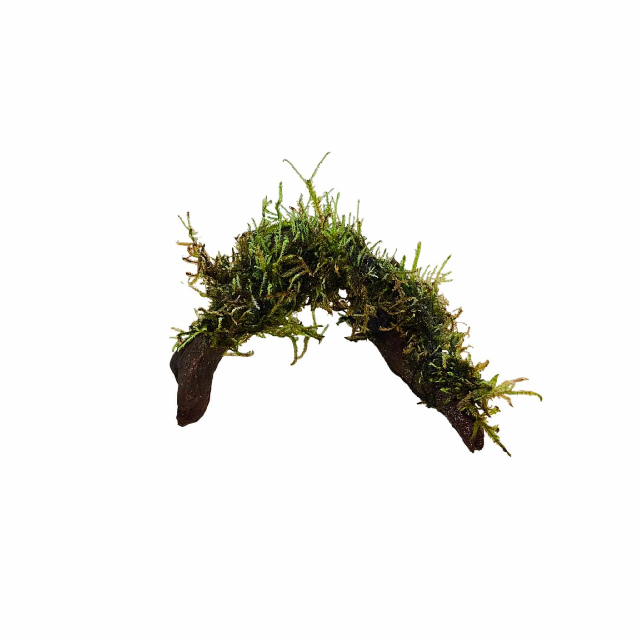 Moss On DriftWood