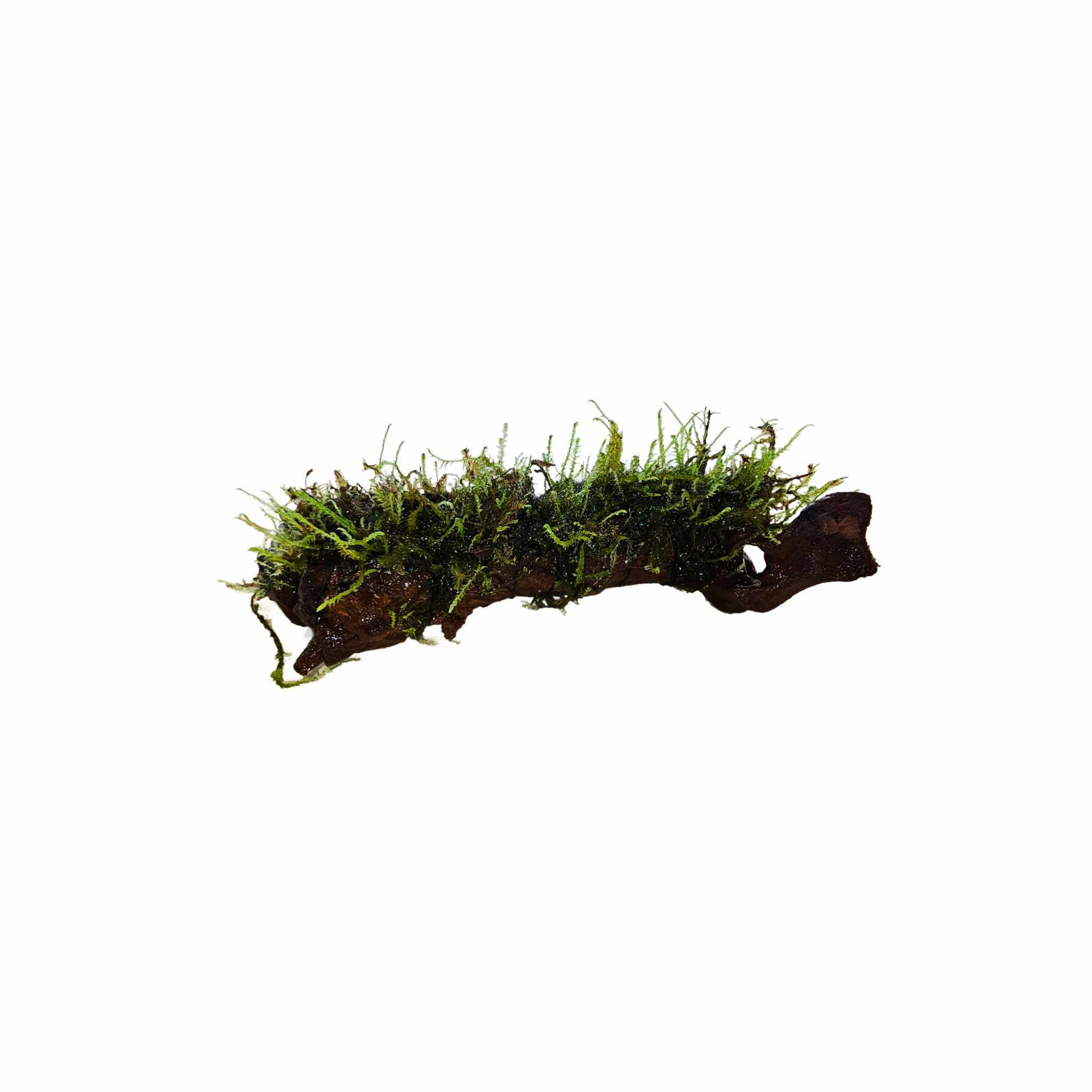 Moss On DriftWood