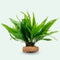 The Aquatic Plant House