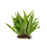 Fern Like