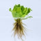 The Aquatic Plant House