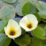 Floating Plants