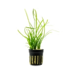 Sagittaria