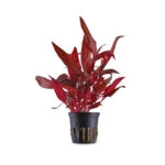 Stem Plants