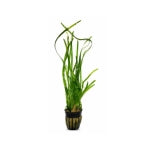 Vallisneria
