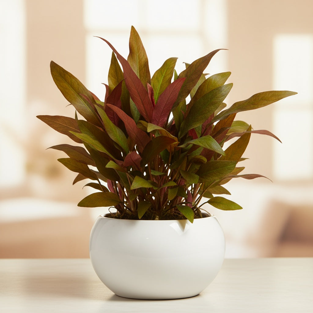 Indian Red Amazon Sword (Echinodorous)