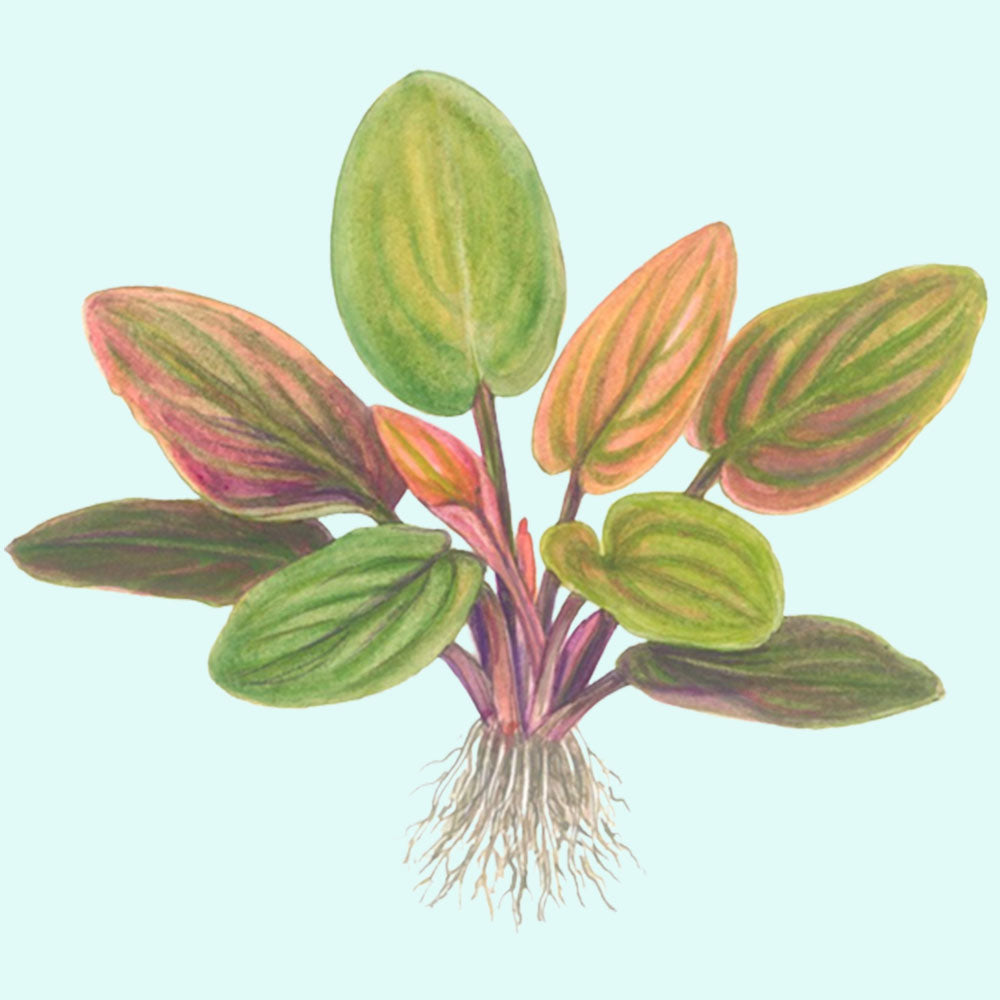 Lagenandra Meeboldii