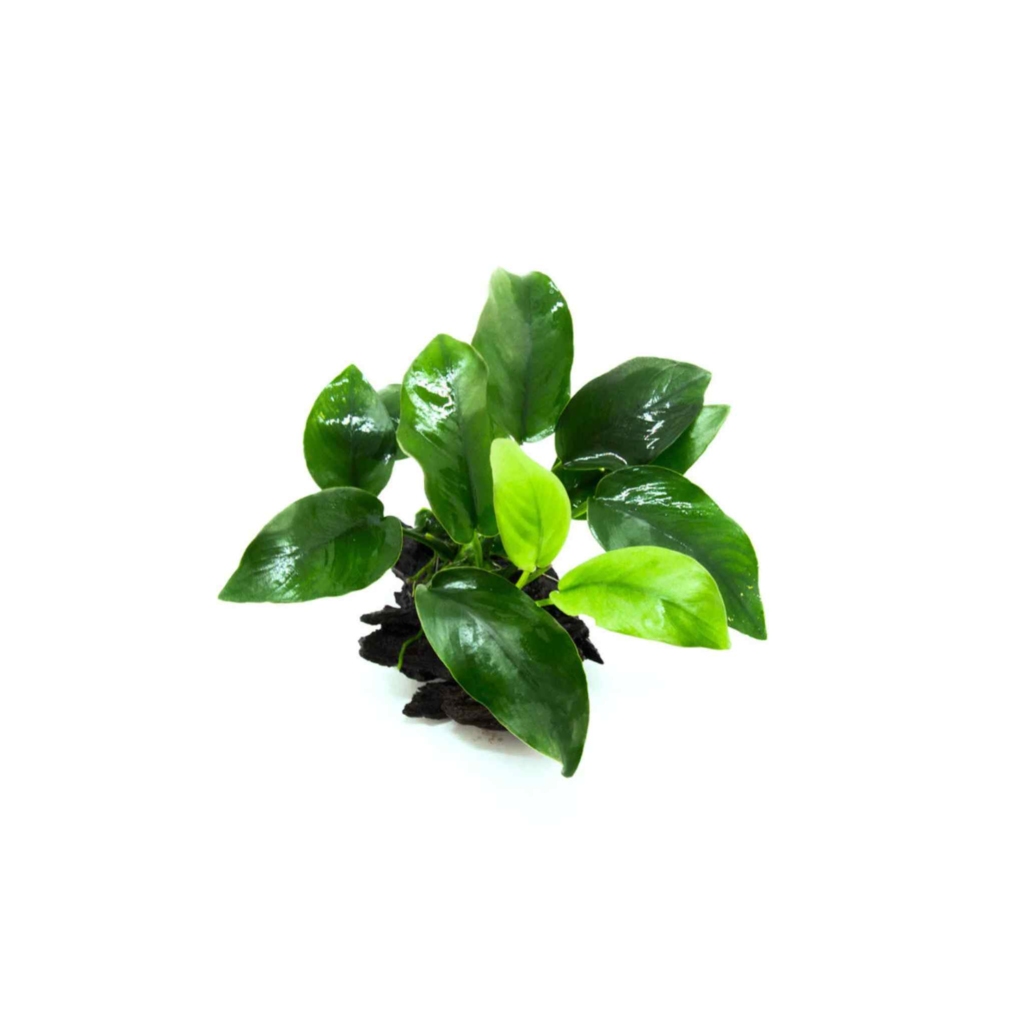 Anubias Barteri (Nana) Rooted on Driftwood