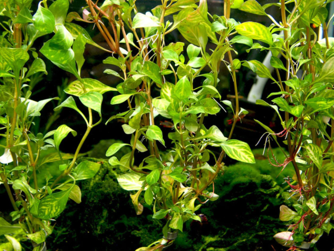 Oval Ludwigia (Ovalis)