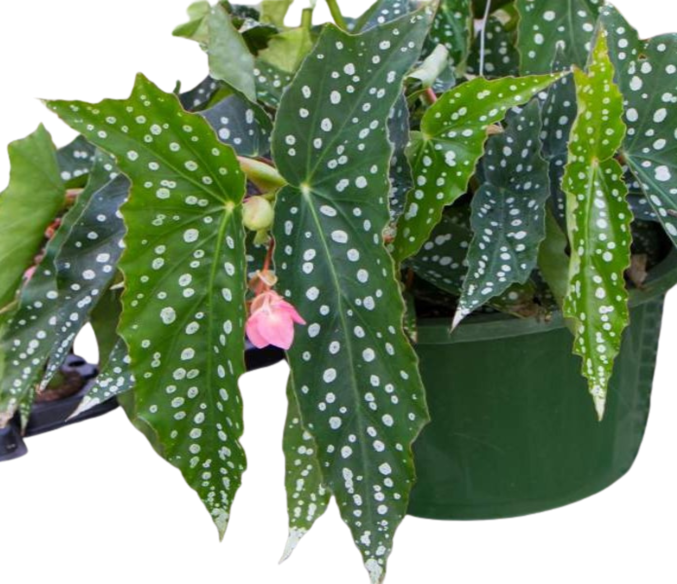 Angel Wing Begonia My Special Angel Rooted Starter Plant