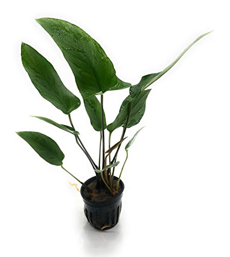 Anubias Hastifolia