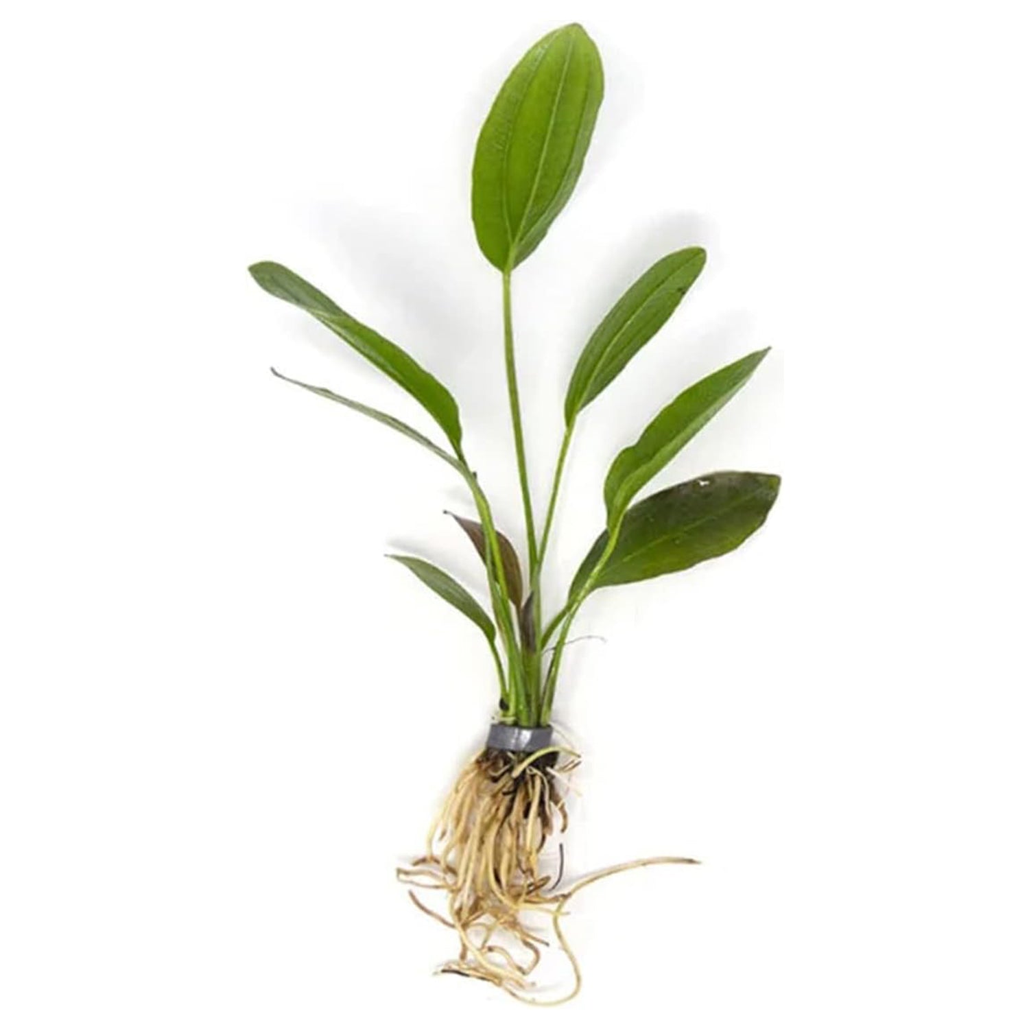 Amazon Melon Sword (Echinodorus Osiris)
