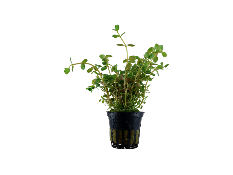 Rotala Rotundifolia Red - In 2 Inch Pot