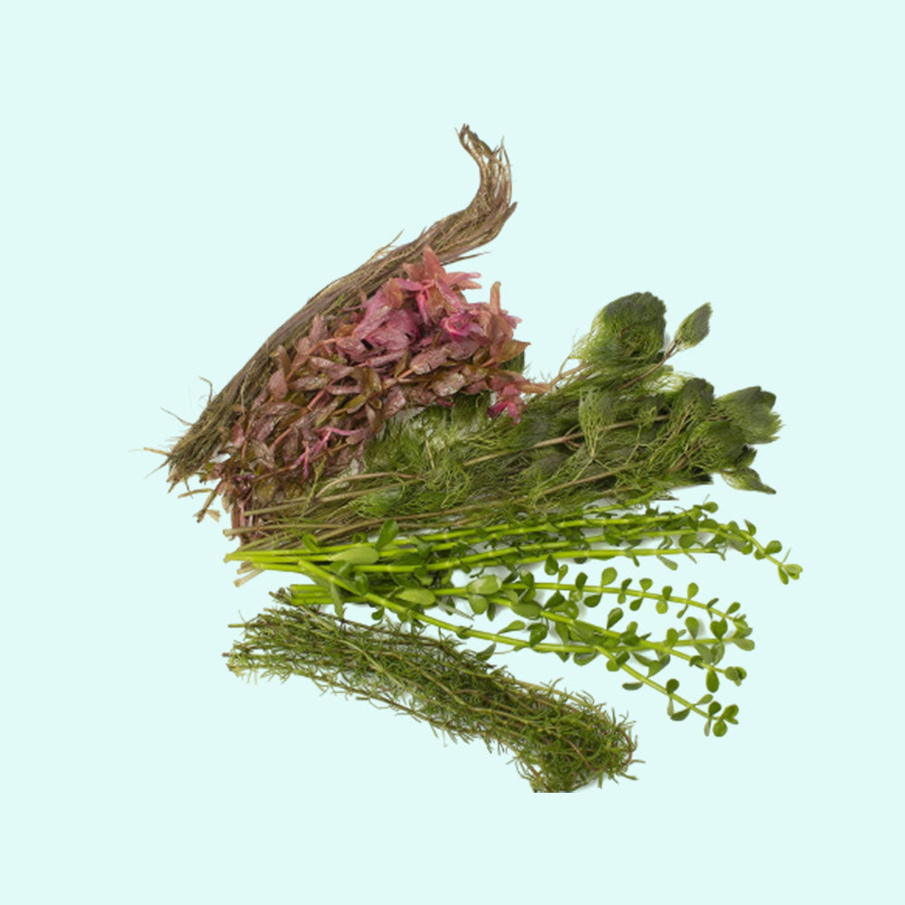 Beginner Aquatic Plants Bundle 30 Plant Pack