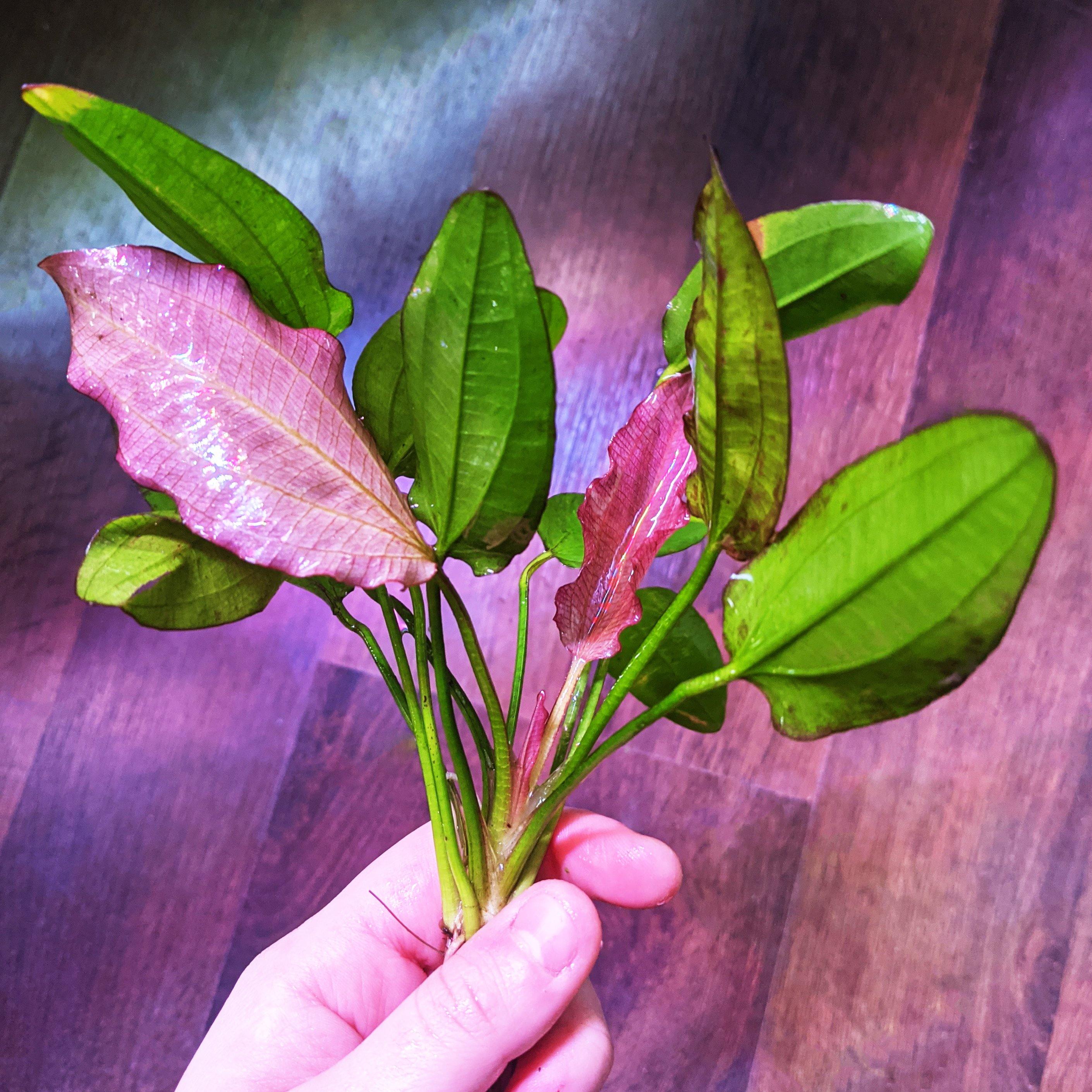 Oriental Sword (Echinodorus Oriental)