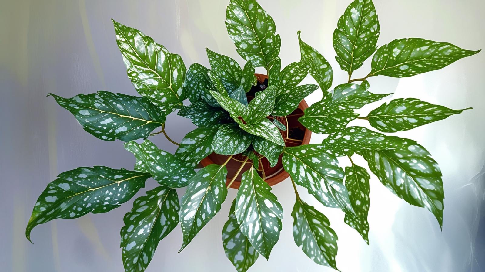 Angel Wing Begonia Lois Burke